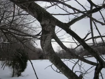 [Hearth.com] Can you identify this tree?