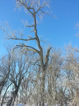 [Hearth.com] Tree ID and To cut, or not to cut