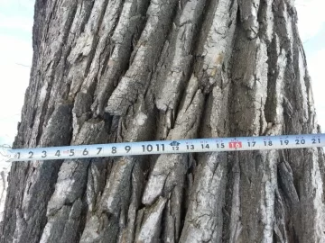 [Hearth.com] Tree ID and To cut, or not to cut