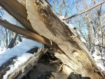 [Hearth.com] Tree ID and To cut, or not to cut