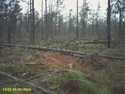 Southern Ice Storm Damage Assessment - Timber