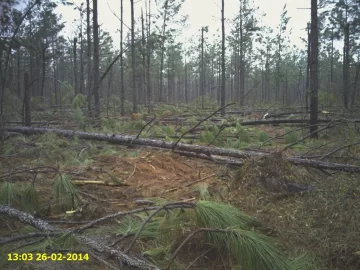 [Hearth.com] Southern Ice Storm Damage Assessment - Timber