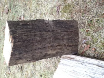 [Hearth.com] Wood ID - standing dead for a while