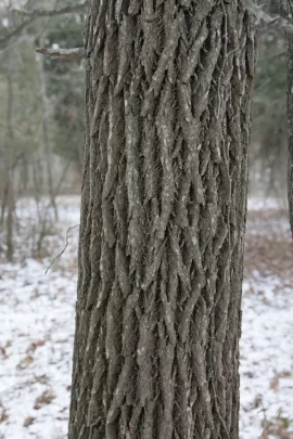 [Hearth.com] Will somebody please ID this wood