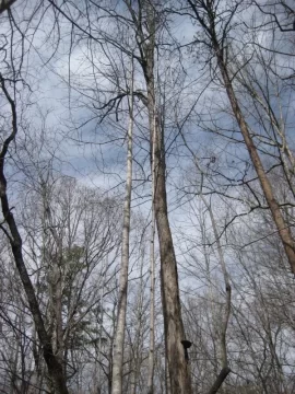 [Hearth.com] Cut down a 90 foot tall locust tree today!