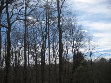 [Hearth.com] Cut down a 90 foot tall locust tree today!