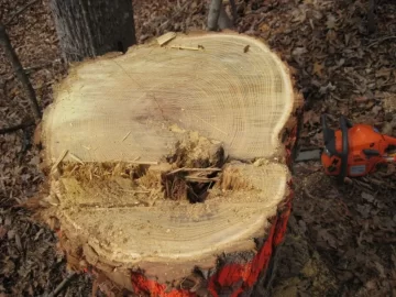 [Hearth.com] Cut down a 90 foot tall locust tree today!