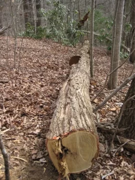 [Hearth.com] Cut down a 90 foot tall locust tree today!