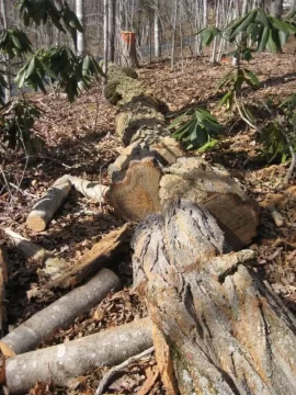 [Hearth.com] Cut down a 90 foot tall locust tree today!