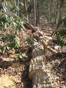 [Hearth.com] Cut down a 90 foot tall locust tree today!