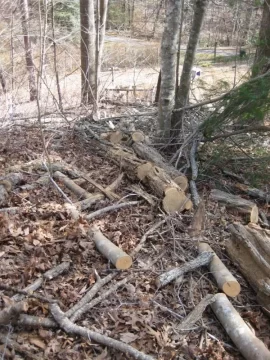 [Hearth.com] Cut down a 90 foot tall locust tree today!