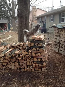 [Hearth.com] Buddy helping with stacking