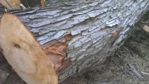 [Hearth.com] Tree man dropped some wood! Help with ID?