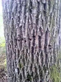 [Hearth.com] help identifying tree