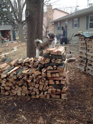 stacking of wood to season