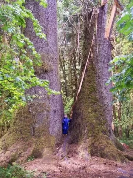 [Hearth.com] Really big trees....