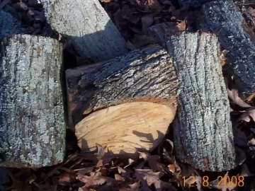 [Hearth.com] Tree ID, please