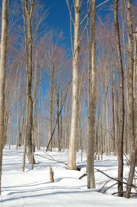 [Hearth.com] Seasoning time of Black Birch?