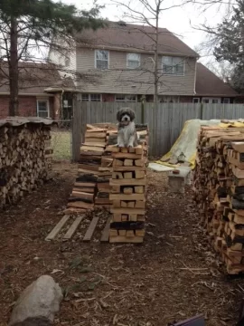 [Hearth.com] Split and stacked with the help of my Buddy today.