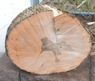 [Hearth.com] Ash or Norway Maple? Wood ID