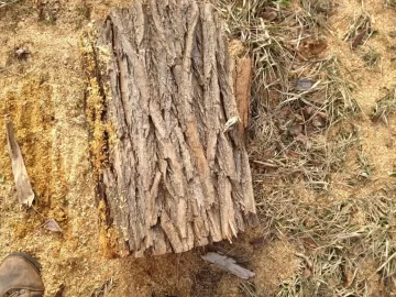 [Hearth.com] ID please. I think it's Black Locust but....