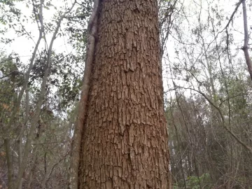 [Hearth.com] couple tree id's please