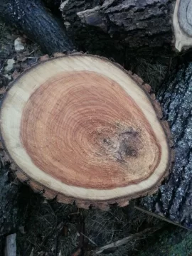 [Hearth.com] Ash or Norway Maple? Wood ID