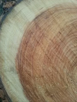 [Hearth.com] Ash or Norway Maple? Wood ID