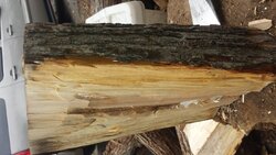 Wood ID