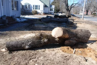 [Hearth.com] How should I attack these felled trunks?