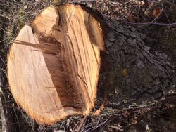 Wood ID,  clearing buckthorn