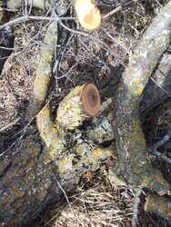 Wood ID,  clearing buckthorn