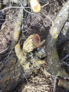 [Hearth.com] Wood ID,  clearing buckthorn