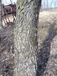 Wood ID,  clearing buckthorn