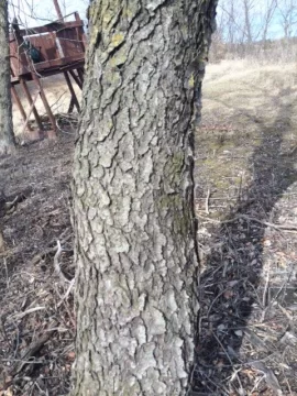 [Hearth.com] Wood ID,  clearing buckthorn