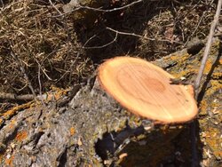 Wood ID,  clearing buckthorn