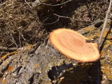 [Hearth.com] Wood ID,  clearing buckthorn