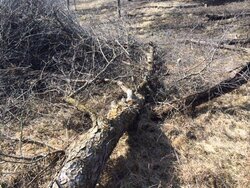 Wood ID,  clearing buckthorn