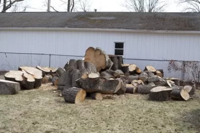 [Hearth.com] CL add Free huge Maple tree, near Lansing Mi