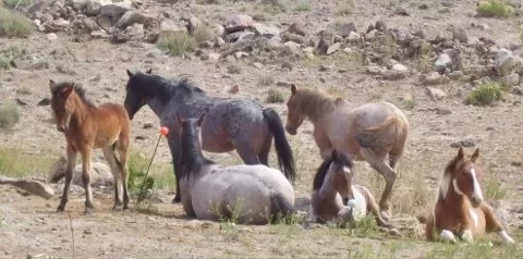 [Hearth.com] Wild horses, any where you live?