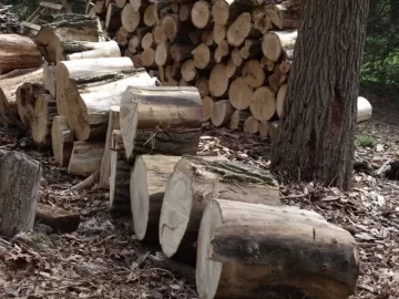 [Hearth.com] Locust and oak cutting