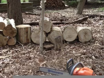 [Hearth.com] Locust and oak cutting