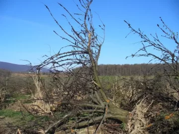 [Hearth.com] Plum tree for firewood....any good?