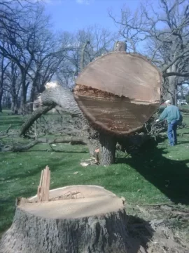 [Hearth.com] Is there any practical way of processing an Oak tree this dang huge?