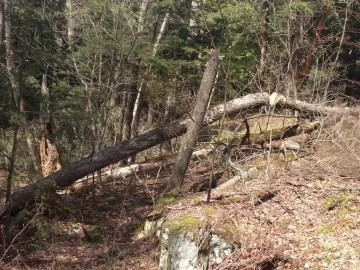 [Hearth.com] Wind blown maple