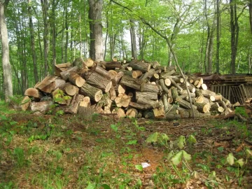 [Hearth.com] Black Locust haul