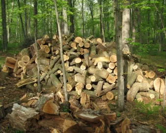 [Hearth.com] Black Locust haul