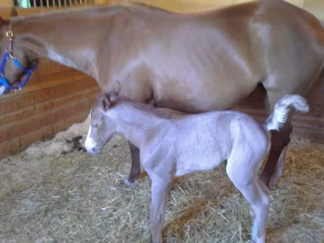 [Hearth.com] Foaling Season 2014 !! (Yes Cute Newborn Foal Pics !!)