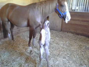 [Hearth.com] Foaling Season 2014 !! (Yes Cute Newborn Foal Pics !!)