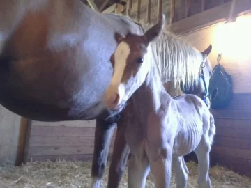 [Hearth.com] Foaling Season 2014 !! (Yes Cute Newborn Foal Pics !!)